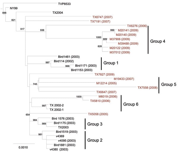 Maximum-likelihood phylogenetic tree of Upper Texas Gulf Coast, USA, West Nile virus isolates, 2002–2009. The tree was inferred from open reading frame sequences of 33 Upper Texas Gulf Coast isolates and NY99 by using PhyML (17) and rooted with IS-98 STD. The outgroup has been removed. Bootstrap values are for 1,000 replicates and only values &gt;500 are shown. Groups 1–3 were previously identified by May et al. (12). Red, isolates sequenced in this study. Scale bar indicates nucleotide substitu