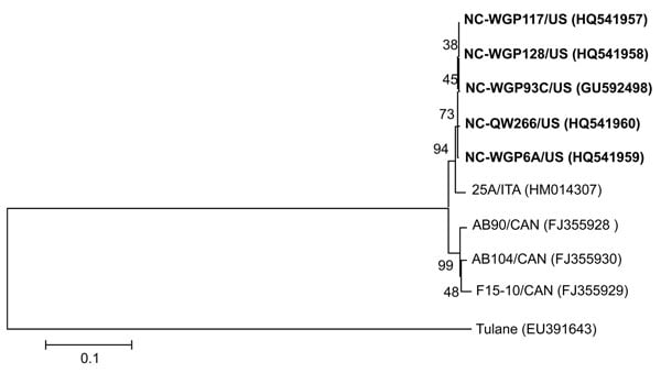Neighbor-joining phylogenetic tree of St-Valerien–like viruses based on the predicted capsid viral protein 1 sequences (516 aa). The newly identified US St-Valerien–like virus strains are in boldface. The GenBank accession number of each strain is within parentheses. Bootstrap values are shown near branches. Rhesus monkey Tulane calicivirus was an outgroup control. Scale bar indicates amino acidsubstitutions per site.