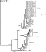 Thumbnail of Bayesian phylogram resulting from analysis of a 334-bp fragment of hepatitis E virus (HEV) open reading frame 1. Node labels represent Bayesian posterior probabilities/maximum-likelihood bootstrap/maximum-parsimony bootstrap values, respectively, and are given only for nodes at the base of each genotype and nodes uniting the genotypes. For sequences obtained in this study from isolates from wild rats collected in the United States, terminal taxa labels correspond to tissue accession