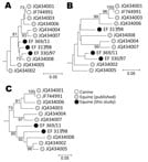 Thumbnail of Phylogenetic analysis of A) 5′ untranslated region, B) nonstructural protein 3, and C) nonstructural protein 5B regions of nonprimate hepatitis virus sequence amplified from screen-positive study animals. Neighbor-joining trees of nucleotide sequences from each genome region were constructed from Jukes-Cantor corrected pairwise distances calculated by using the program MEGA version 5 (25; datasets were bootstrap re-sampled 500× to indicate robustness of branching (values &gt;70% sho