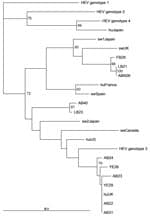 Thumbnail of Phylogenetic analysis of HEV open reading frame 2 sequences isolated from Mytilus spp. RNA was isolated from 50–100 mg of digestive gland or gill. Tissue was homogenized in 300 μL phosphate-buffered saline, and viral RNA was isolated by using a viral RNA kit (QIAGEN, Crawley, UK), and PCR was conducted by amplifying nucleotides 6332–6476 as described (8). The nucleotide sequences were aligned and bootstrapped, and phylogenetic neighbor-joining trees were constructed by using the Clu