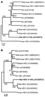 Thumbnail of Phylogenetic relationships among genotypes 1–4, wild boar, rabbit, avian (bird), and rat hepatitis E virus (HEV) isolates. The nucleic acid sequence alignment was performed by using ClustalX 1.81 (www.clustal.org). The genetic distance was calculated by the Kimura 2-parameter method. A phylogenetic tree with 1,000 bootstrap replicates was generated by the neighbor-joining method, based on the entire genome (A) and open reading frame 3 (B) of the genotypes 1–4, wild boar, rabbit, chi