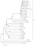 Thumbnail of Phylogenetic tree of human enteroviruses (EVs) for nucleotide sequences of the viral protein (VP) 4/VP2 gene region (435 nt, corresponding to nt positions 654–1,088 of EV-C104 prototype strain CL-12310945 [EU840733]), People’s Republic of China, March 2007–February 2012. The tree was generated with 1,000 bootstrap replicates. Neighbor-joining analysis of targeted nucleotide sequence was performed by using the Kimura 2-parameter model with the Molecular Evolutionary Genetics Analysis