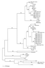 Thumbnail of Maximum parsimony phylogenetic tree of Orientia tsutsugamushi based on partial 56-kDa type-specific antigen gene sequences, demonstrating the relationships among O. tsutsugamushi isolates from Thailand and strains causing scrub typhus in humans in Ban Pongyeang, Thailand, and reference (ref) strains. The tree was midpoint rooted. Bootstrap values &gt;50% are labeled over branches (1,000 replicates). Isolates from Thailand are in boldface. The tree was generated by using heuristic se
