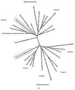 Thumbnail of Phylogenetic tree showing relationships based on 412-nt and 439-nt sequences of a conserved region of gene 1b of BatCoV/Molossus rufus28/Brazil/2010 (alphacoronavirus) and BatCoV/Pteronotus davyi49/Mexico/2012 (betacoronavirus) to other known coronaviruses. Sequences were aligned by using ClustalW (www.clustal.org/), phylogenetic analyses were conducted by using the neighbor-joining method and BioEdit (www.mbio.ncsu.edu/BioEdit/BioEdit.html), and trees were constructed by using FigT