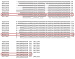 Thumbnail of Pile-up of partial ribosomal DNA sequences from Brugia NY strain (HE856316) and from other related Brugia spp. strains and clones, B. malayi BM28 (JQ327146), B. malayi C27Cat5 (EU373624), B. pahangi C61CAT5 (EU419348), B. pahangi C14Cat6 (EU373632), B. pahangi C7Cat6 (EU373630), B. pahangi Bp-1 (AY621469), B. pahangi C46CAT5 (EU419351), and B. pahangi C27Cat7 (EU373647). The Brugia NY strain (HE856316) is enclosed in a red box; asterisks (*) indicate conserved residues; periods (.) 