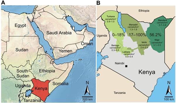Greater Horn of Africa and Kenya. A) Arabian Peninsula and neighboring countries in the Greater Horn of Africa. B) Detailed map of Kenya showing sampling sites in 7 counties (Turkana, Baringo, Laikipia, Marsabit, Isiolo, Mandera, and Wajir) for Middle East respiratory syndrome coronavirus (MERS-CoV). Counties were assigned to 3 regions named after the former administrative provinces of Rift Valley, Eastern, and Northeastern (left to right). The 3 sampling regions are indicated in shades of green