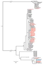 Thumbnail of Phylogeny of concatenated marburgvirus nucleoprotein (NP) and viral protein 35 (VP35) gene fragments as determined by using the maximum-likelihood method. Sequences from the NP (289–372 nt) and VP35 (203–213 nt) genes were amplified and determined from viral RNA and then sequenced as described elsewhere (4). Sequence names shown in red font represent those generated from samples collected from bats during the November 2012 outbreak investigation at Kitaka Mine, Uganda. Sequence name