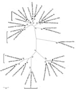 Thumbnail of Phylogenetic tree of hepatitis E virus (HEV) sequences identified in food samples, France, 2011. Phylogenetic tree including 16 HEV sequences detected in food samples (gray circles) and the closest human (black triangles, French origin; white triangles, British or Spanish origin) or swine (white squares) sequences was constructed by using the neighbor-joining method with a bootstrap of 1,000 replicates based on the ClustalW alignment (MEGA4, http://www.megasoftware.net) on 290 nt se