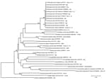 Thumbnail of Phylogeny of Onchocerca lupi and other filarial nematodes based on partial sequences of the cytochrome c oxidase subunit 1 gene. Thelazia callipaeda nematodes were used as an outgroup. Bootstrap confidence values (values along branches) are for 8,000 replicates. GenBank accession numbers, number of haplotype sequences (values in parentheses), and geographic origins are shown. Scale bar indicates nucleotide substitutions per site.