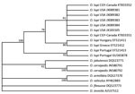 Thumbnail of Phylogenetic relationship among the Onchocerca lupi nematode isolates from a dog in Calgary, Alberta, Canada (GeneBank accession nos. KT833351 and KT833352), and other filarial nematodes in the family Onchocercidae on the basis of the mitochondrial NADH dehydrogenase subunit 5 gene. The parsimonious tree depicts reciprocal monophyly of gene sequence derived from O. lupi nematodes from North America and Europe. Bootstrap consensus was inferred from 1,000 replicates. Values along bran