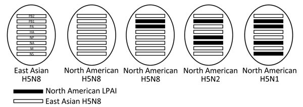 Schematic diagram of the H5 clade 2.3.4.4 highly pathogenic avian influenza virus genotypes identified in this study, United States, 2014–2015. Reassortant H5N8 comprises Eurasian PB2, PA, HA, NP, M, and NS gene segments, and North American PB1 and PA gene segments; reassortant H5N2 comprises Eurasian PB2, PA, HA, M, and NS gene segments, and North American NA, PB1, and NP gene segments; reassortant H5N1 comprises Eurasian HA, NP, M, and PB2 gene segments and North American NA, NS, PA, and PB1 g