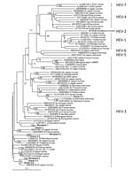 Thumbnail of Phylogenetic tree of hepatitis E virus (HEV) isolates from 3 HEV-positive blood donors and 3 solid organ transplant recipients (shown in bold), France, compared with reference isolates. The tree was constructed by using partial open reading frame 2 sequences (348 nt). HEV genotypes are indicated at right. A confirmed case of transfusion-transmitted HEV infection requires evidence of infection in the recipient and donor and that the nucleotide sequences of these isolates be identical