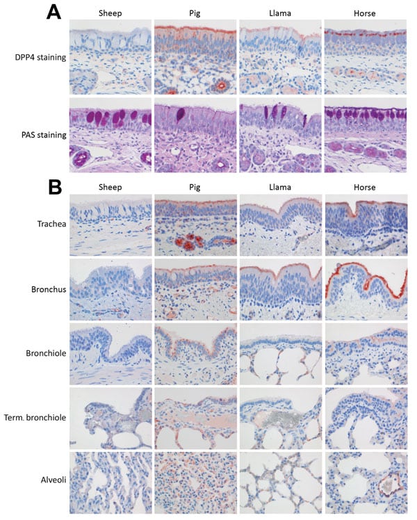Presence of MERS-CoV receptor DPP4 (IHC) and of mucosubstances (PAS) in upper and lower respiratory tract tissues from sheep, pigs, llamas, and horses. A) In the nose, DPP4 (red cytoplasmic or membrane staining) was present on the lining epithelium of pigs, llamas, and horses but not sheep. PAS staining (magenta) demonstrated more mucous cells in the lining epithelium of sheep and horses and a layer of mucus on the lining epithelium of the horses. B) DPP4 (red cytoplasmic or membrane staining) w