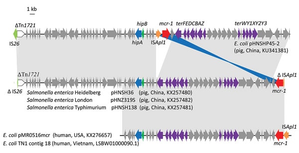 Genetic organization of scaffolds (portions of genome sequences reconstructed from end-sequenced whole-genome clones) containing mcr-1 harbored by plasmids pHNSH36, pHNZ319S, and pHNSH138 obtained during analysis of mcr-1–positive Salmonella isolates from pigs at slaughter, China, 2013–2014, and structural comparison with plasmids pHNSHP45–2, pMR0516mcr, and Escherichia coli TN1 contig 18. Arrows indicate positions and direction of transcription of genes. Regions with &gt;99% homology are indica