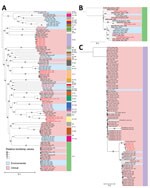 Thumbnail of Phylogeny of Vibrio parahaemolyticus isolates from Galicia, Spain. A) Phylogenetic inference of the 42 genomes from Spain identified in this study (red text) along with all other genomes identified in the same clusters by the global phylogeny with their corresponding sequence types (STs). B) Phylogenetic tree of genomes belonging to ST3 (pandemic clone). C) Phylogenetic tree of genomes included in ST36 in the global phylogeny. Gray dots indicate bootstrap values supporting the nodes