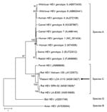 Thumbnail of Phylogenetic analysis using complete open reading frame 2 nucleotide sequences of LCK-3110 and other hepatitis E virus strains. The tree was constructed using maximum-likelihood method with bootstrap values calculated from 1,000 trees. Only bootstrap values &gt;70% are shown. GenBank accession numbers are provided. Arrows indicate strain LCK-3110; asterisk indicates strain SRN-02 detected in a street rodent in the epidemiologic investigation. Scale bar indicates mucleotide substitut