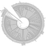 Thumbnail of Phylogenic tree of the capsid gene region of reference HEV-1, HEV-2, HEV-3, and HEV-4 strains within species Orthohepevirus A, representative HEV strains from species Orthohepeviruses B, C, and D, as well as the cutthroat trout virus in the genus Piscihepevirus. The phylogenetic analysis was performed by using MEGA6 software (http://www.megasoftware.net) and the maximum-likelihood bootstrap method based on the Tamura-Nei model (1). The figure represents a cladogram. The HEV-3abchij 