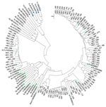 Phylogenetic analysis of HEV isolates from HEV-positive blood donors identified, Catalonia, Spain, November 2017‒April 2020 (n = 91). Evolutionary relationships of taxa. Evolutionary history was inferred by using the neighbor-joining method. Sequence analysis was performed by using MEGA 7 software (https://www.megasoftware.net) and HEV reference sequences described in Smith et al. (15), and additional HEV sequences from GenBank (labeled by accession number). Evolutionary distances were computed by using the maximum composite likelihood method, and the phylogenetic tree was constructed by using the neighbor-joining method. Colored dots indicate the HEV reference sequences used in the analysis (blue, HEV genotype 1; purple, HEV genotype 2; green, HEV genotype 3; gray, HEV genotype 4). Scale bar indicates nucleotide substitutions per site. HEV, hepatitis E virus.