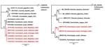 Phylogenetic trees for study strains of Fasciolopsis buski trematodes recovered from child patients in Sitamarhi, Bihar, and pigs in Sivasagar, Assam, India, and reference sequences. Red indicates isolates from India; asterisks indicate strains from this study. Tree was constructed using the maximum-likelihood method as implemented in MrBayes version 3.1.2 (https://bioweb.pasteur.fr/packages/pack@mrbayes@3.1.2). A) Internal transcribed spacer 2 gene tree using Hasegawa-Kishino-Yano plus invariate sites model. B) Cytochrome c oxidase subunit 1 gene tree using general time reversible plus gamma model. The analyses were run for 5,000,000 generations with sampling frequency of 100 and initial 25% of the trees discarded as burn-in. Node values represent Bayesian posterior probabilities. GenBank accession numbers are provided when available. Scale bars represent branch length.