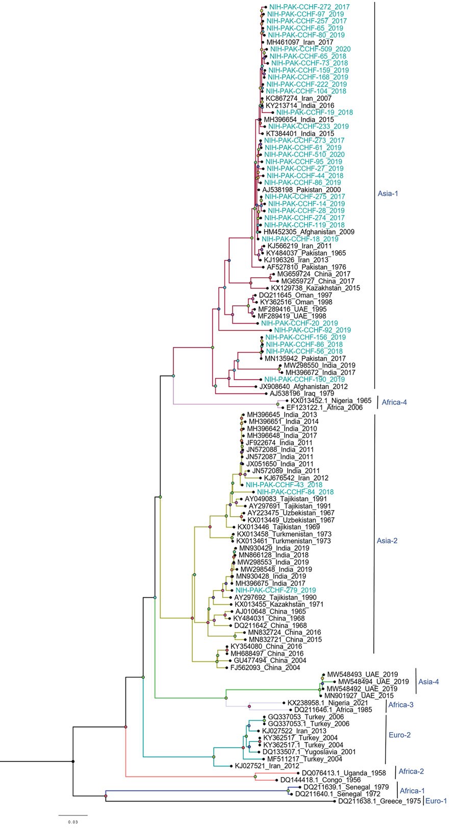 Phylogenetic analysis of full-length small gene segments of Crimean-Congo hemorrhagic fever virus in study of virus diversity and reassortment, Pakistan, 2017–2020. Midpoint-rooted trees were generated by using the maximum-likelihood method. Blue-green text indicates sequences from this study, which clustered with the Asia-1 and Asia-2 genotypes. Scale bar indicates nucleotide substitutions per site.