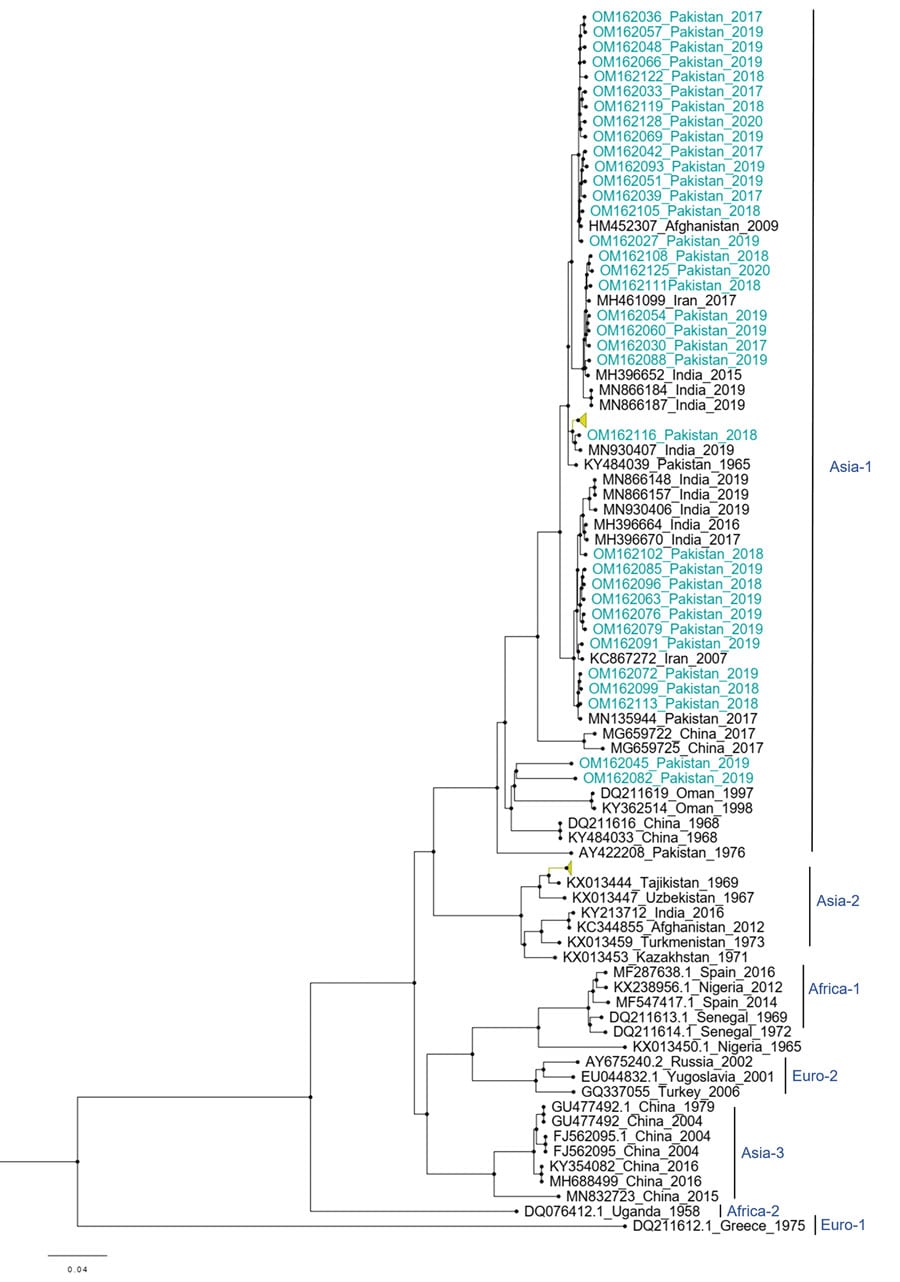 Phylogenetic analysis of full-length large gene segments of Crimean-Congo hemorrhagic fever virus in study of virus diversity and reassortment, Pakistan, 2017–2020. Midpoint-rooted trees were generated by using the maximum-likelihood method. Blue-green font indicates sequences from this study, which clustered only with the Asia-1 genotype. Scale bar indicates nucleotide substitutions per site.