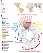 Phylogenetic analysis of Plasmodium vivax strains from blood samples from malaria patients, Florida, USA, May–July 2023, suggesting Central/South America origin. A) Geographic distribution of 53 high-quality global strains selected from >1,000 global P. vivax collections. B) Florida P. vivax strains clustering with Central/South America strains. A phylogenetic tree was constructed by using the maximum-likelihood method, and 1,000 bootstrap replications were performed and shown next to the branches. The color coding of the geographic origin of the isolates matches the global map in panel A. The US and Central/South American cluster is shaded gray. Scale bar indicates nucleotide substitutions per site.
