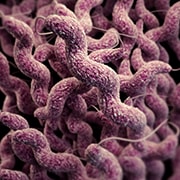 Illustration of campylobacter for image carousel