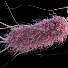 Illustration of e.coli for image carousel