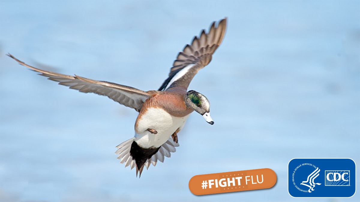American wigeon duck with hashtag #fightflu and cdc logo