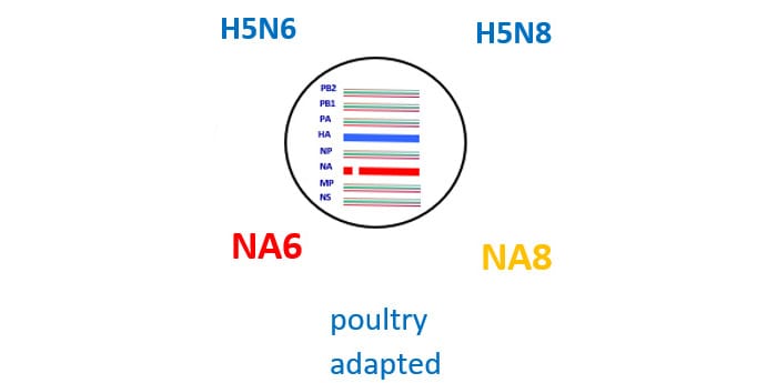 image of lineage with text H5N6, H5N8, NA6, NA8, poultry adapted