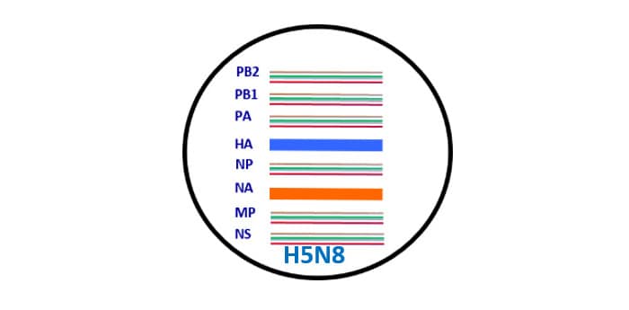 image of lineage for h5n8 with text PB2, PB2, PA, HA, NP, NA, MP, NS