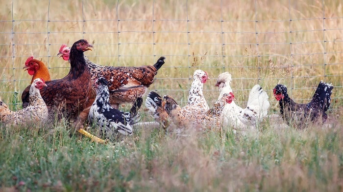 Hens in a paddock