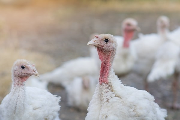 A flock of domestic young turkeys on a farm on a summer day