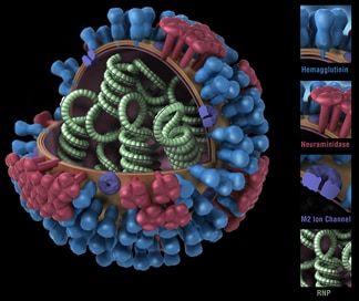 Flu virus surface proteins (HA and NA) can change in two ways. These changes are referred to as antigenic drift and shift. Flu viruses change all the time due to antigenic drift, but antigenic shift happens less frequently.