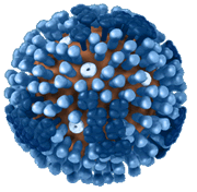 3D View -- Full. Graphical representation of the biology and structure of a generic influenza virus, and are not specific to the 2009 H1N1 virus.