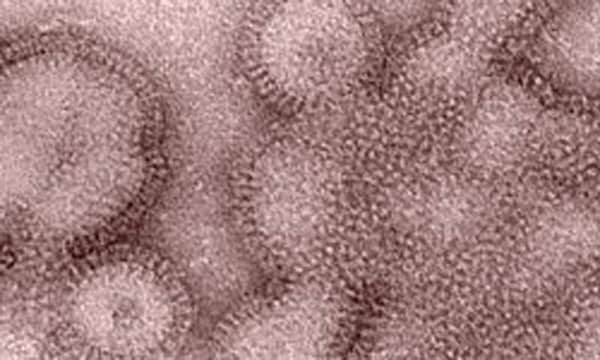 H3N2v virus