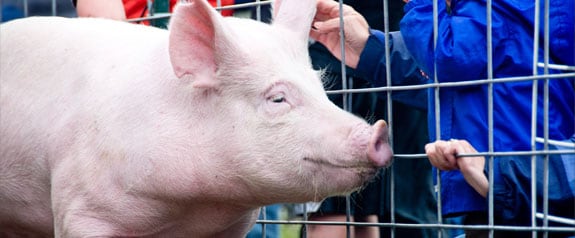CDC Spotlight: 4 Variant Virus Infections Linked to Pig Exposures