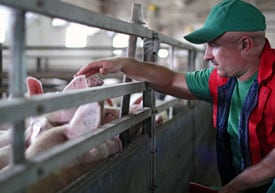 Photo: man handling a pig in a swine barn