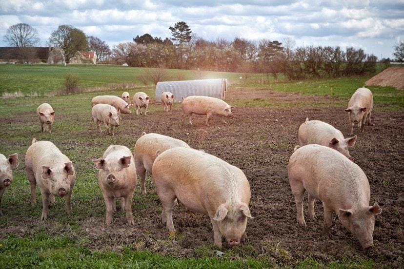 Pigs in a pasture