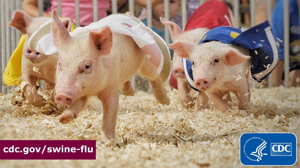 pigs running in a race with felt blankets on their backs cdc logo cdc.gov/swine-flu