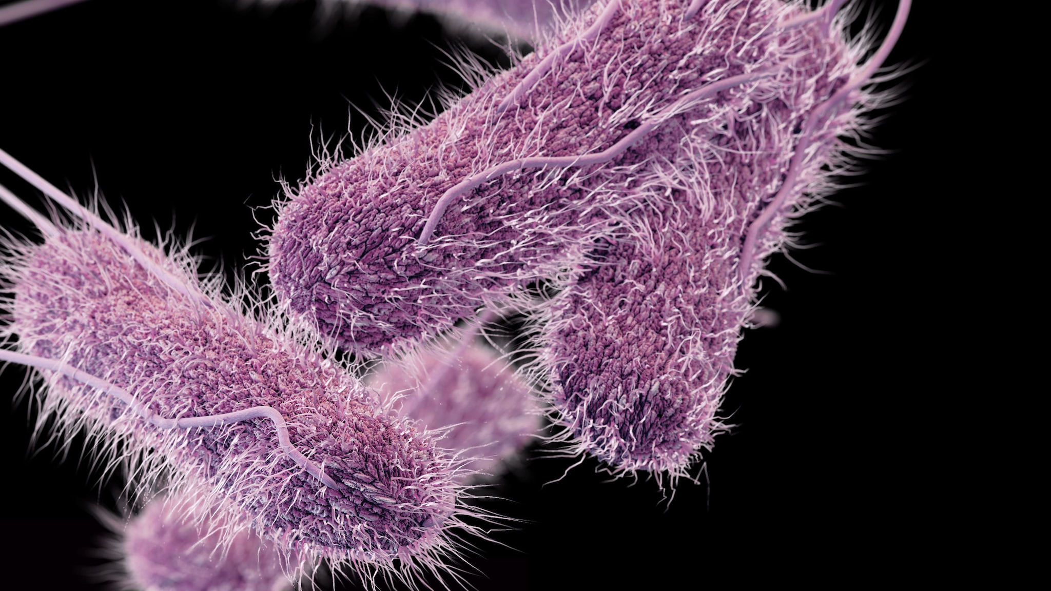 An illustration of what Salmonella looks like under a microscope.