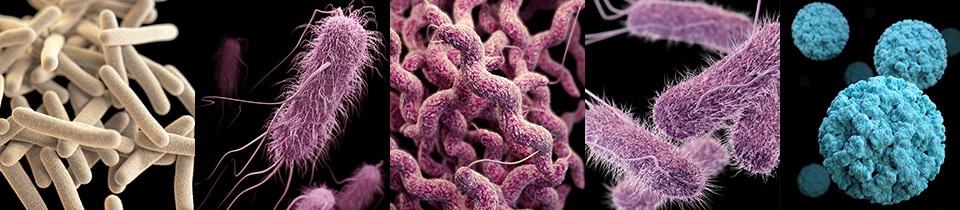 Illustration showing five different pathogens viewed under a microscope.