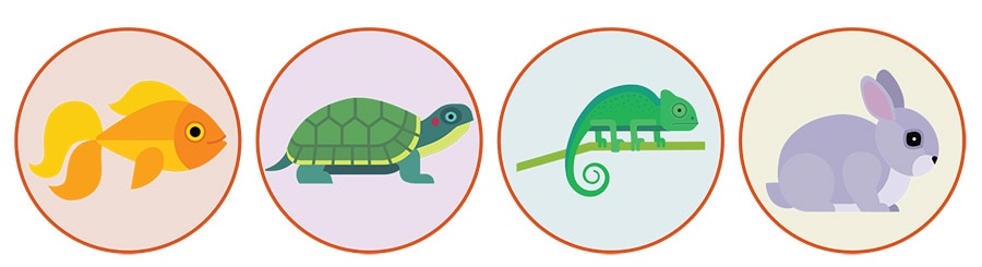 Illustration of a fish, turtle, lizard, and a rabit each surrounded by a circle