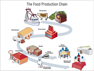 A visual representation of the food production chain.