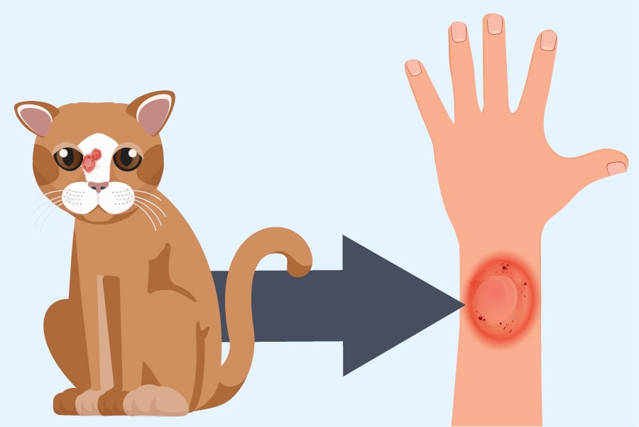 Image of cat and arm with ringworm