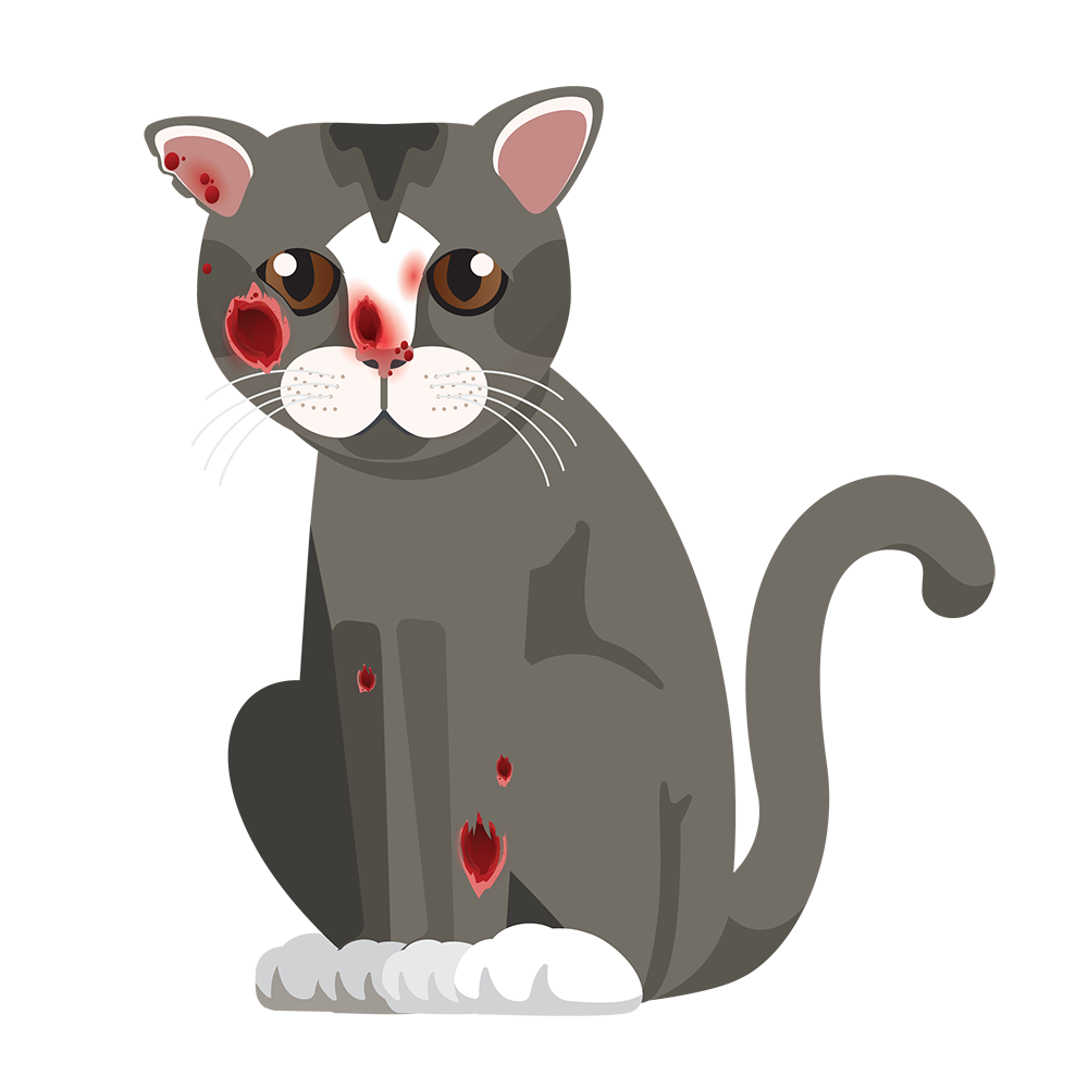 Graphic of an infected cat with sporotrichosis