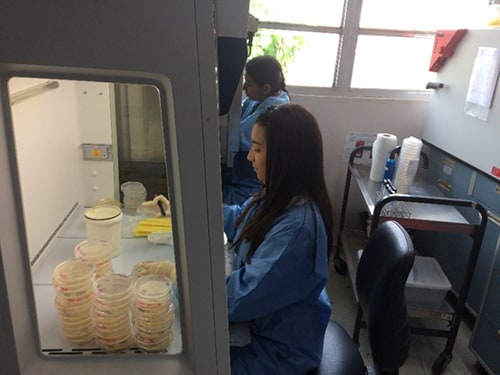 Joint investigation team processing environmental and patient samples for the detection of <em>Candida auris</em>, Panama City, Panama. Photo: Diego H. Ceres