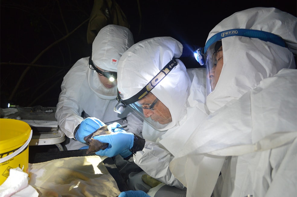 University of Pretoria and South African National Institute of Communicable Diseases scientists conduct field work to trap and sample bats, testing for novel and pathogenic viruses.