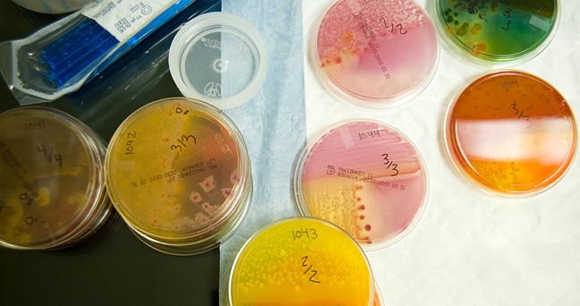colorful lab samples in petri dishes along with related tools